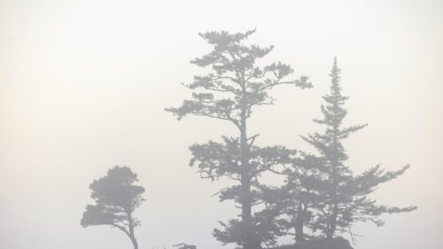 Mist Covered Pine Trees in Minimalist Foggy Forest PC Wallpaper