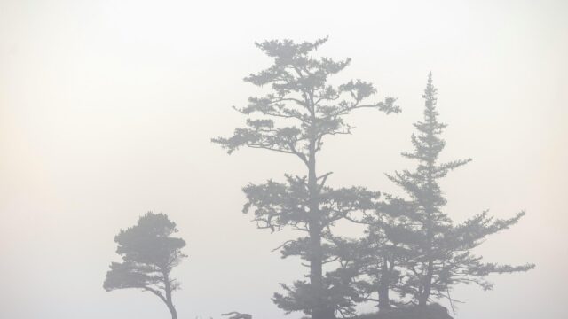 Mist Covered Pine Trees in Minimalist Foggy Forest PC Wallpaper