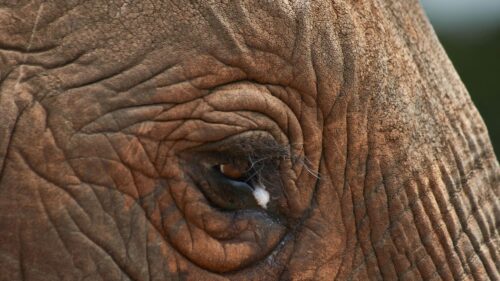 Close-Up Detail of an Elephant Eye 4K Desktop Wallpaper