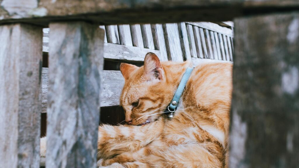 Orange Tabby Cat Grooming Behind Wooden Fence 4K Wallpaper
