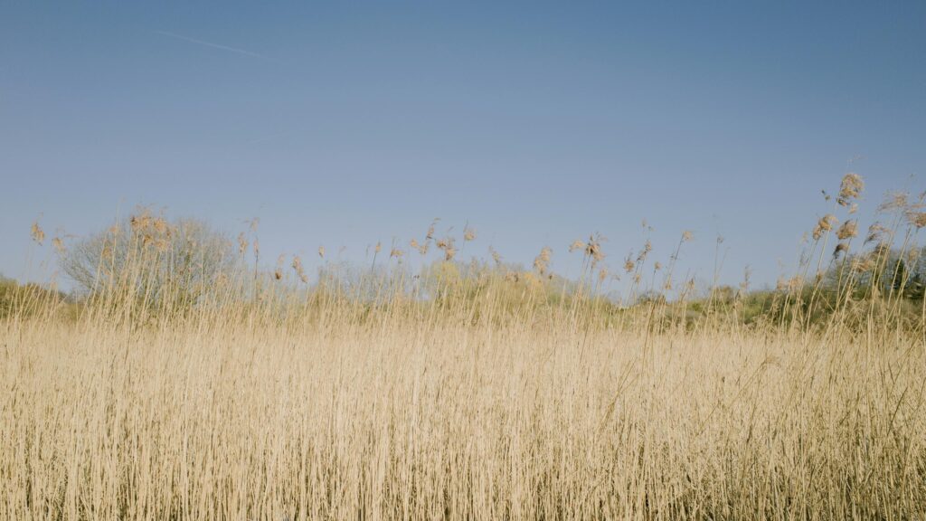 Golden Tall Grass Meadow Field Under Clear Blue Sky Desktop Wallpaper
