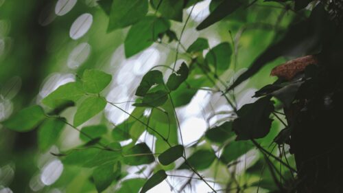 Lush Green Forest Foliage Nature Desktop Wallpaper
