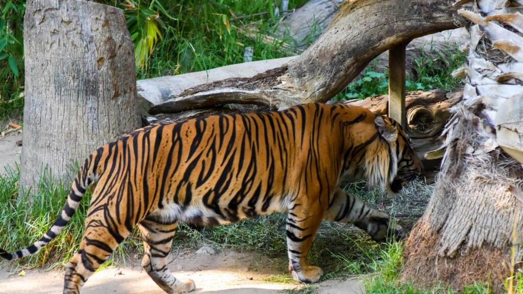 Majestic Bengal Tiger Stalking in Nature 4K Desktop Wallpaper