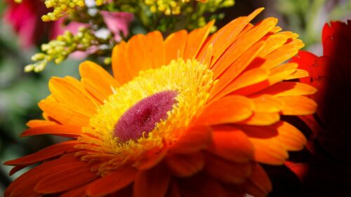 Vibrant Orange Gerbera Daisy Macro Flower 4K Desktop Wallpaper