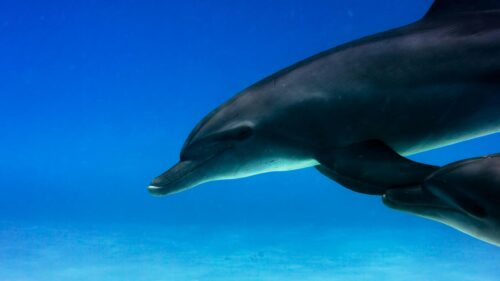 Stunning Underwater Dolphin Pair Swimming in Blue Ocean 4K Wallpaper
