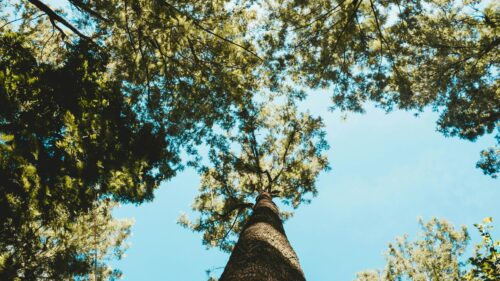 Low Angle View of Tall Tree Reaching for Clear Blue Sky PC Wallpaper