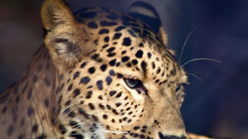 Majestic Leopard Side Profile Close-up 4K Desktop Wallpaper