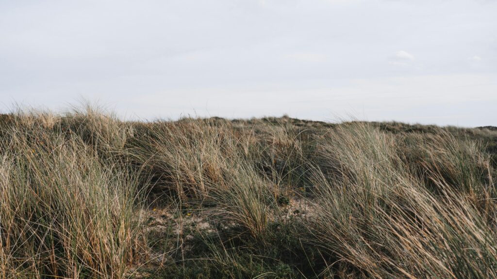 Wild Beach Grass Coastal Sand Dunes Scenic Desktop Wallpaper