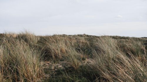 Wild Beach Grass Coastal Sand Dunes Scenic Desktop Wallpaper