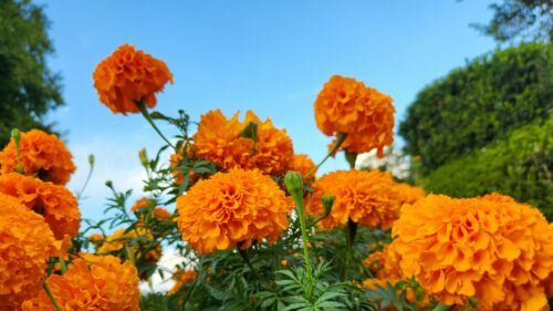 Bright Vibrant Orange Marigold Flowers Against Clear Blue Sky PC Wallpaper