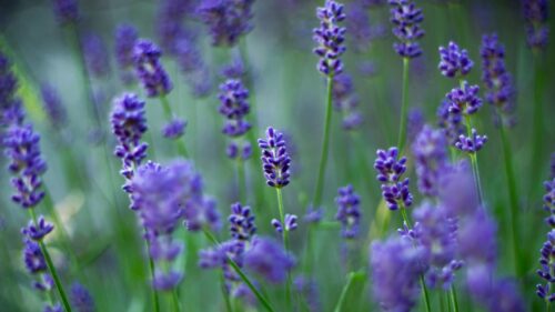 Stunning Purple Lavender Field Floral Nature 4K Desktop Wallpaper