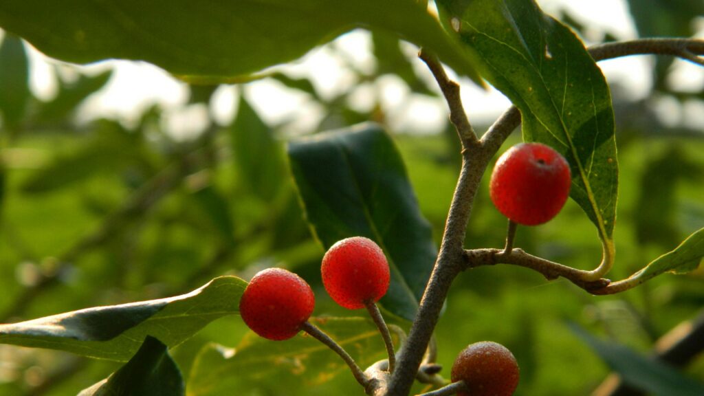 Vibrant Autumnal Red Berries on Branch Macro Desktop Wallpaper