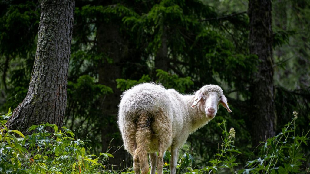 Curious Sheep Looking Back in Forest Nature 4K Wallpaper
