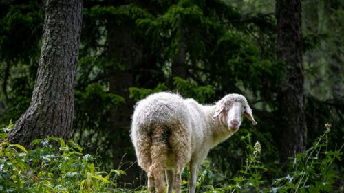 Curious Sheep Looking Back in Forest Nature 4K Wallpaper