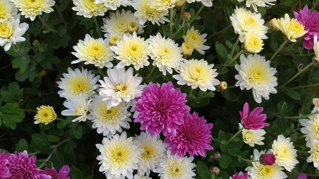 Beautiful Vibrant Yellow and Purple Chrysanthemums Desktop Wallpaper