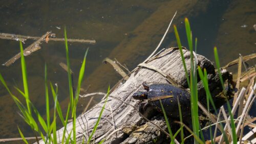 Spotted Turtle Sunbathing on a Log 4K Desktop Wallpaper