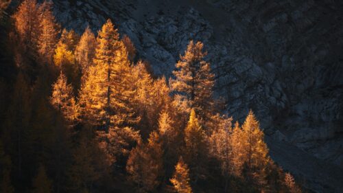 Stunning Golden Larch Forest Mountain Slope 4K Wallpaper