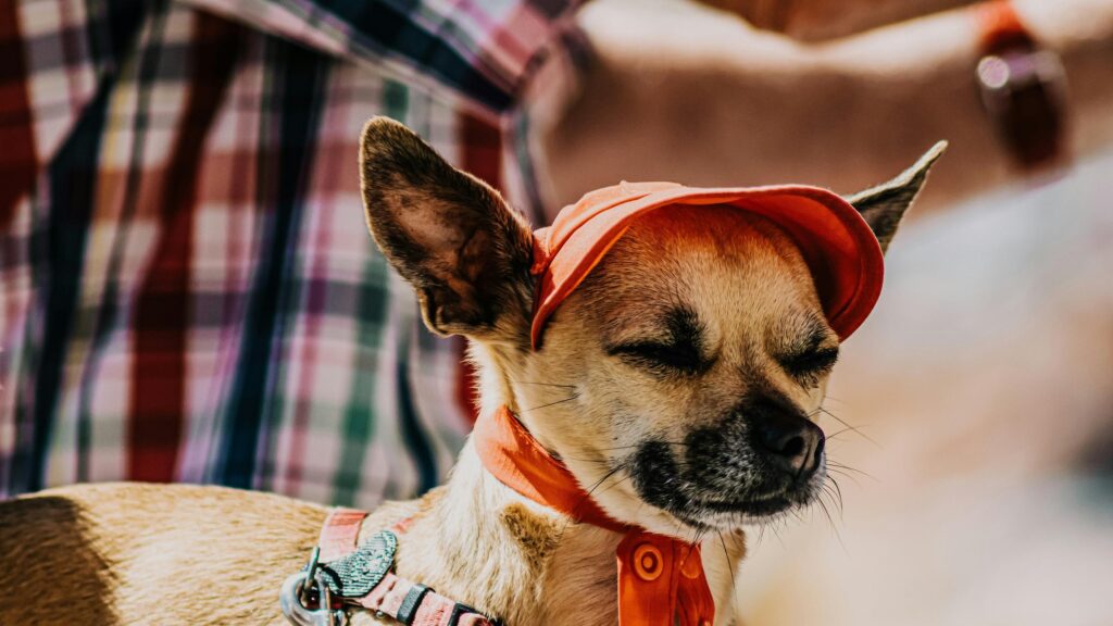 Cute Chihuahua Wearing an Orange Cap Desktop Wallpaper