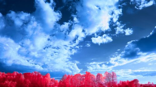 Surreal Infrared Forest with Vibrant Pink Trees and Blue Sky 4K Wallpaper