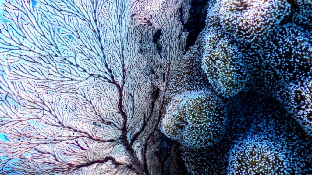 Stunning Underwater Sea Fan and Coral Reef 4K Desktop Wallpaper