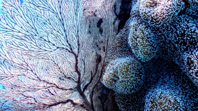 Stunning Underwater Sea Fan and Coral Reef 4K Desktop Wallpaper