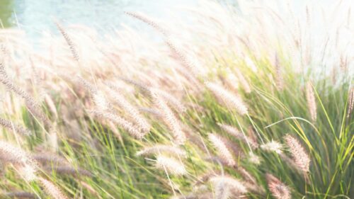 Serene Golden Grass Field at Sunset Soft Focus 4K Wallpaper