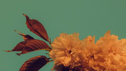 Orange Cherry Blossoms and Leaves Minimalist Teal Background Desktop Wallpaper