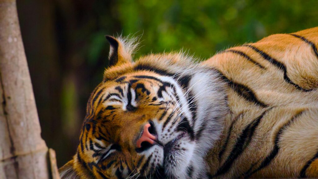 Close-up Sleeping Tiger Portrait in Nature 4K Desktop Wallpaper