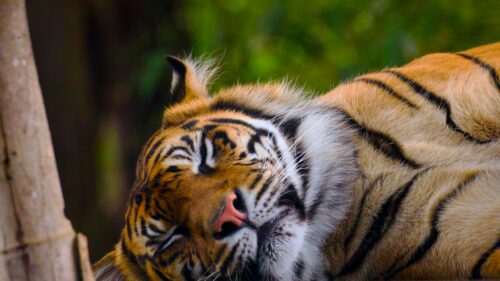 Close-up Sleeping Tiger Portrait in Nature 4K Desktop Wallpaper