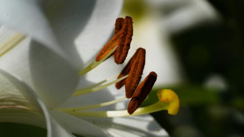 Macro White Lily Flower Pistil and Stamen Close-up 4K Desktop Wallpaper