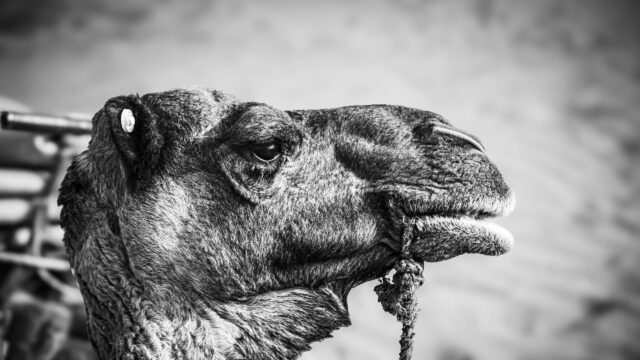 Dramatic Close-up Camel Portrait Black and White 4K Desktop Wallpaper