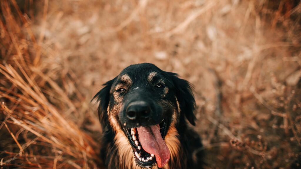 Happy Black and Brown Dog Portrait with Tongue Out 4K Wallpaper