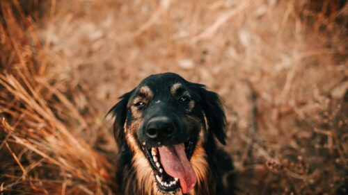 Happy Black and Brown Dog Portrait with Tongue Out 4K Wallpaper