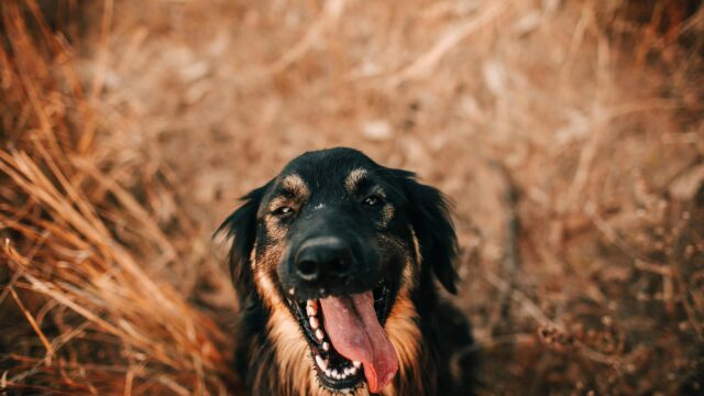 Happy Black and Brown Dog Portrait with Tongue Out 4K Wallpaper