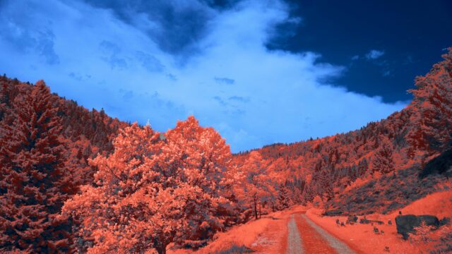 Surreal Infrared Forest Landscape with Path 4K Desktop Wallpaper