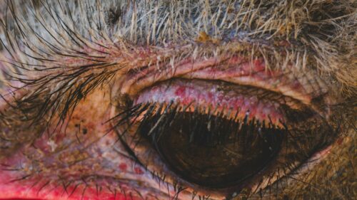 Extreme Close Up Ostrich Eye Macro Photography 4K Wallpaper