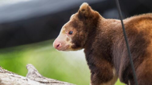 Close-up Portrait of a Rare Matschie’s Tree Kangaroo 4K Desktop Wallpaper
