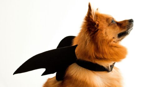 Cute Pomeranian Dog Wearing Bat Wings Costume 4K Wallpaper