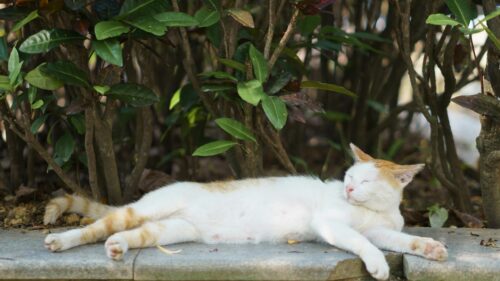Sleeping Ginger and White Cat in Garden Shade 4K Desktop Wallpaper