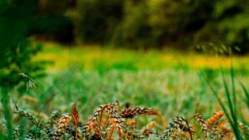 Golden Wheat Field Close-Up Sunset Nature Desktop Wallpaper