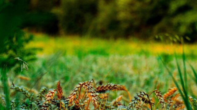 Golden Wheat Field Close-Up Sunset Nature Desktop Wallpaper