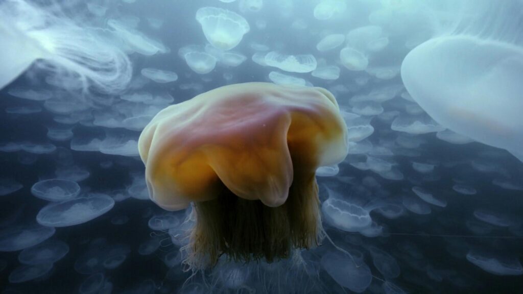 Bioluminescent Jellyfish Swarm in Deep Ocean 4K Desktop Wallpaper