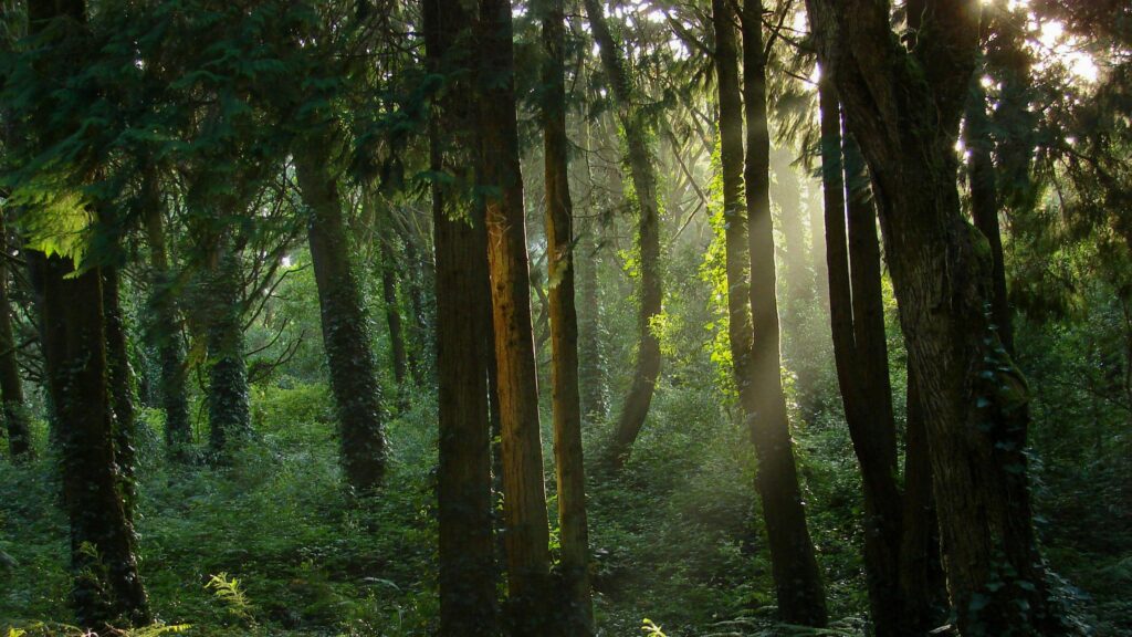 Sunlight Piercing Through Dense Forest Trees 4K Desktop Wallpaper