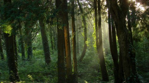 Sunlight Piercing Through Dense Forest Trees 4K Desktop Wallpaper