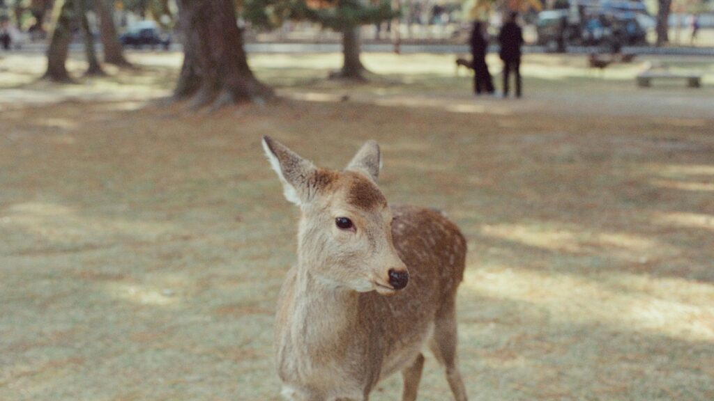 Gentle Sika Deer in Nara Park Landscape Desktop Wallpaper