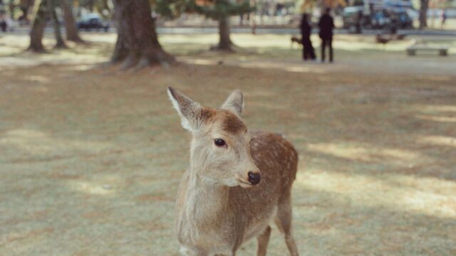 Gentle Sika Deer in Nara Park Landscape Desktop Wallpaper