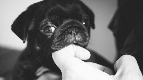 Cute Black Pug Puppy Biting Finger Monochrome Desktop Wallpaper