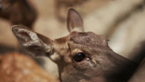 Close Up Portrait of a Gentle Deer Face Desktop Wallpaper