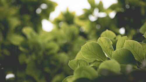 Macro View of Fresh Green Tree Leaves Natural Sunlight Desktop Wallpaper