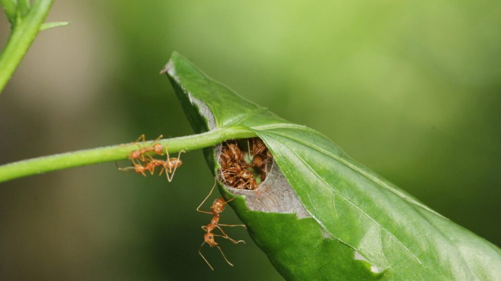 Macro Photography of Weaver Ants Constructing a Leaf Nest 4K Wallpaper